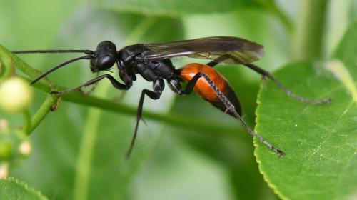 Priocnemis sp.